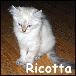 Ricotta