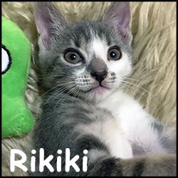 Rikiki