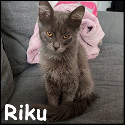 Riku