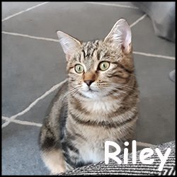 Riley