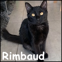 Rimbaud