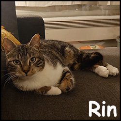 Rin