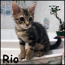 Rio