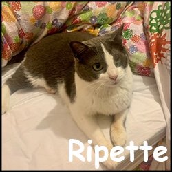 Ripette