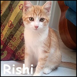 Rishi