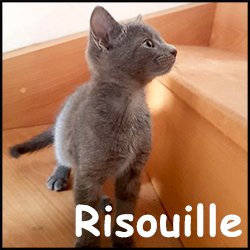 Risouille