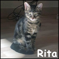 Rita