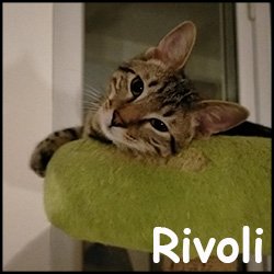 Rivoli 2