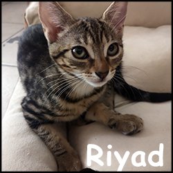 Riyad