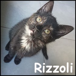 Rizzoli