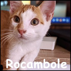 Rocambole