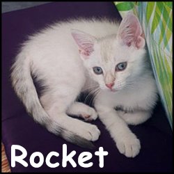 Rocket