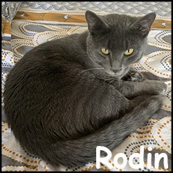 Rodin