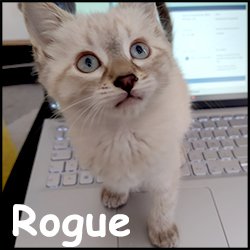 Rogue