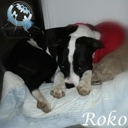 Roko