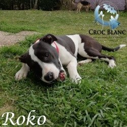 Roko 2