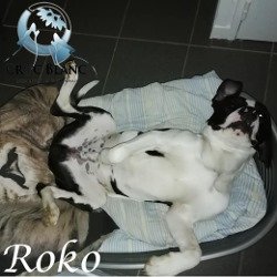 Roko 3