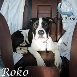 Roko 4