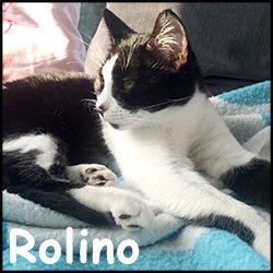 Rolino