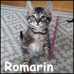 Romarin