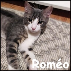 Romea