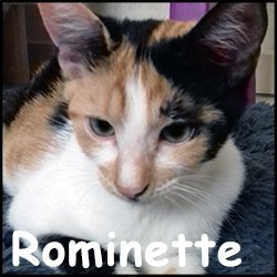 Rominette