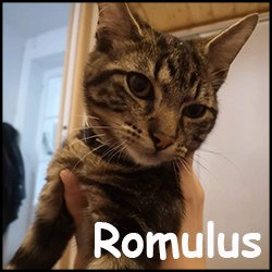 Romulus