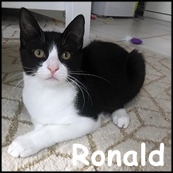 Ronald