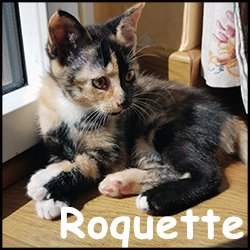 Roquette