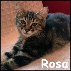 Rosa