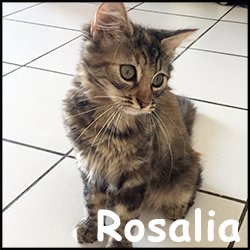 Rosalia