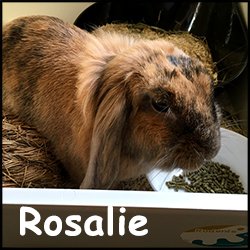 Rosalie