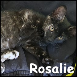 Rosalie