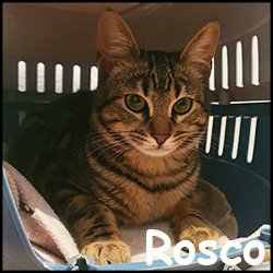 Rosco