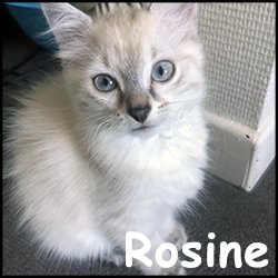 Rosine