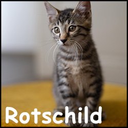 Rotschild