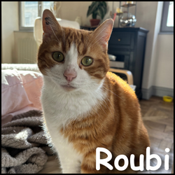 Roubi