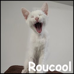 Roucool