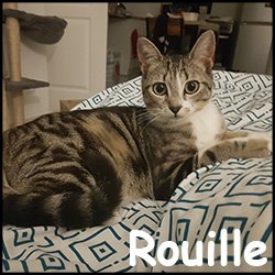 Rouille