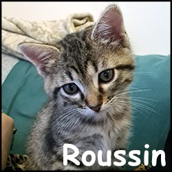 Roussin