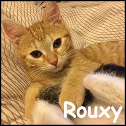 Rouxy