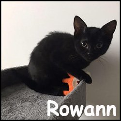 Rowann