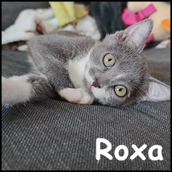 Roxa