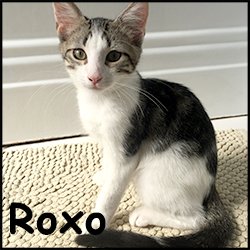 Roxo