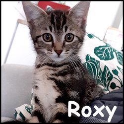 Roxy