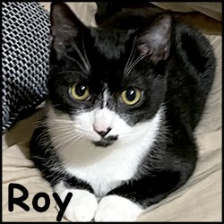 Roy