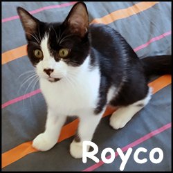 Royco