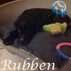 Rubben