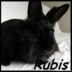 RUBIS