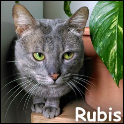 Rubis